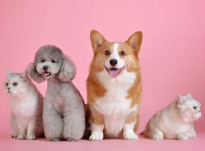 gabinete de prensa para marca de productos para mascotas